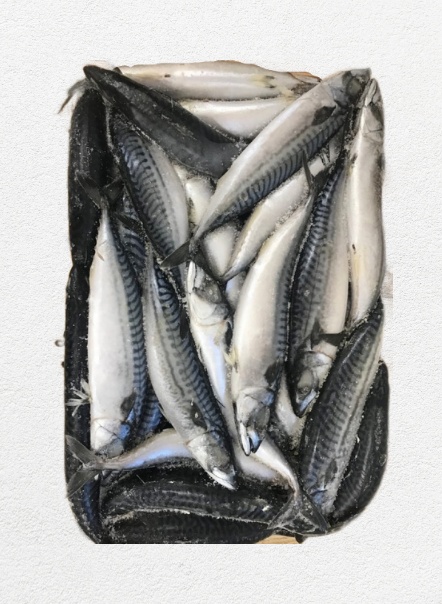 Скумбрия с/м н/р СГ 300-600 (пласт. 3х9кг)