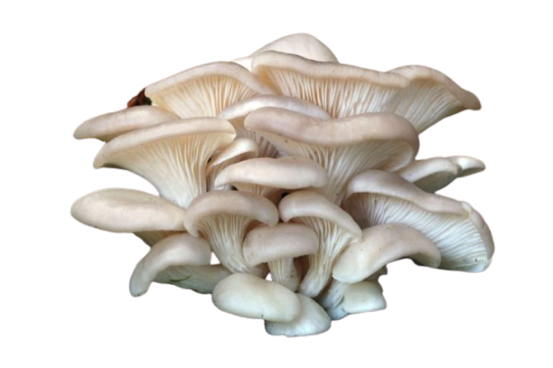 Вешенки свежие (ОД)