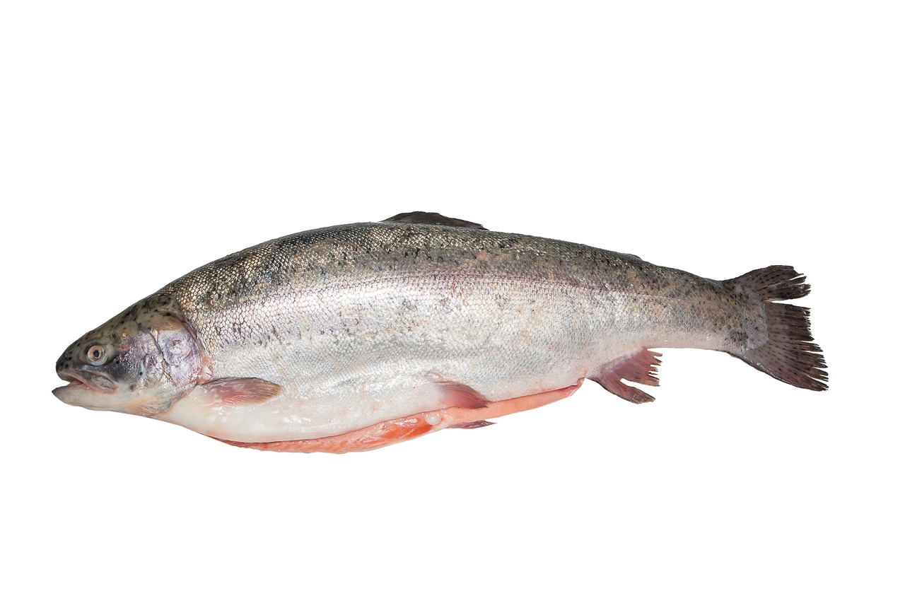 Форель радужная, IQF, 250-300г (1x5кг, упак 1/5, Турция)